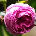 Rose Rosa centifolia muscosa