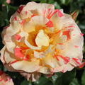 Rose Alfred Sisley�