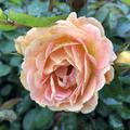 Rose 'Bessy' Bodendeckerrose