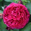 Beetrose, Rose Z�chtung von Guillot