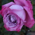 Rose Edelrose 'Blue River' Bl�te blau violett lila
