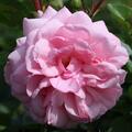 Rose 'Blush Winterjewel�'