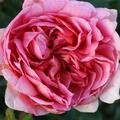 Englische Rose, Austin Rose 'Boscobel'