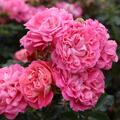 Zwergrose Beetrose Bodendeckerrose 'Charmant' rosa Bl�ten