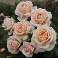 Rose 'Courage'�