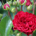 rote Ramblerrose, Kordes-Z�chtung 'Crimson Siluetta'
