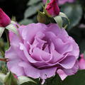 Rose Dioressence� 