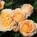 Rose Dolce Vita � 