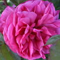 Edelrose 'Elbflorenz'