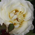 Rose 'Elina'�