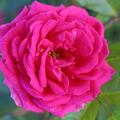 Strauchrose 'Elmshorn'