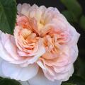 Englische Rose, Austin Rose 'Emily Bront�'