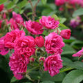 Rose 'F.J. Grootendorst'