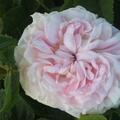 Historische Rose ''F�licit� Parmentier', rosa Bl�ten