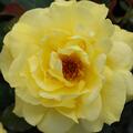 Rose Friesia�