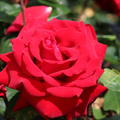 Rose Ingrid Bergman�