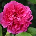 Englische Rose, Austin Rose 'James L. Austin'