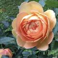 Stammrose 'Lady of Shalott'�
