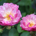 Ramblerrose, Kordes Z�chtung, Sorte 'Lavernder Siluetta'