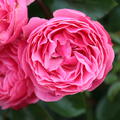 Rose Leonardo da Vinci�