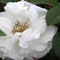 Rosa rugosa Hybride, weisse Bl�te, Kartoffelrose 'Louise Bugnet'