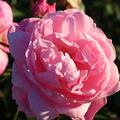 Englische Rose, Austin Rose 'Mary Delany'