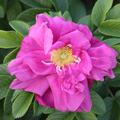 Rose 'Moje Hammarberg'