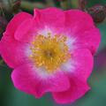 Rose 'Mozart'