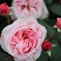 Kletterrose 'Nah�ma'�