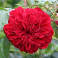 Rose Beetrose 'Out of Rosenheim' Kordes Z�chtung