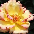 Delbard Kletterrose 'Parure d'Or'