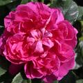 Rose 'Princess Anne'�