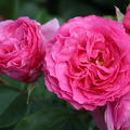 Strauchrose 'Rene� van Wegberg'�