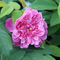 rosa Ramblerrose, Kordes-Z�chtung 'Romantic Siluetta'