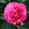 Rose Saint-Exupery�
