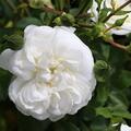Ramblerrose 'Sander's White Rambler'