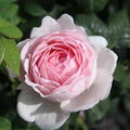 Rose 'Scepter'd Isle'� 
