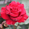 Rose Schwarze Madonna�