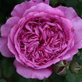 Adore Aroma Duftrose