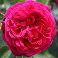 Duftrose 'Andr� Rieu'