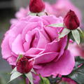 Rose Shocking Blue�