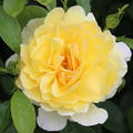 Rose Soleil Vertical �