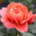 Rose Summersong� 