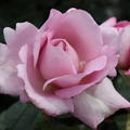 Rose 'Synactif by Shiseido'�