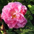 Rose Th�r�se Bugnet, Kartoffelrose, Rosa rugosa Hybride, Z�chter: Bugnet 1950