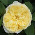 Rose The Pilgrim�
