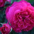 Austin Rose Englische Rose Thomas a Becket