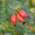 Vitaminrose Pirosa, Rosa, Pi Ro 3, Piro 3, Pillnitzer Vitaminrose