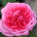 Rose de Molinard �