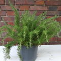 Rosmarin, Rosmarinus officinalis 'Prostratus', Strauch in 3L